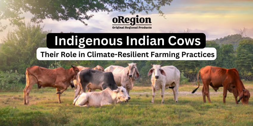 indigenous indian cows